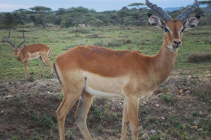 #1 Best Tanzania Safari Tarangire Day tour Adventure