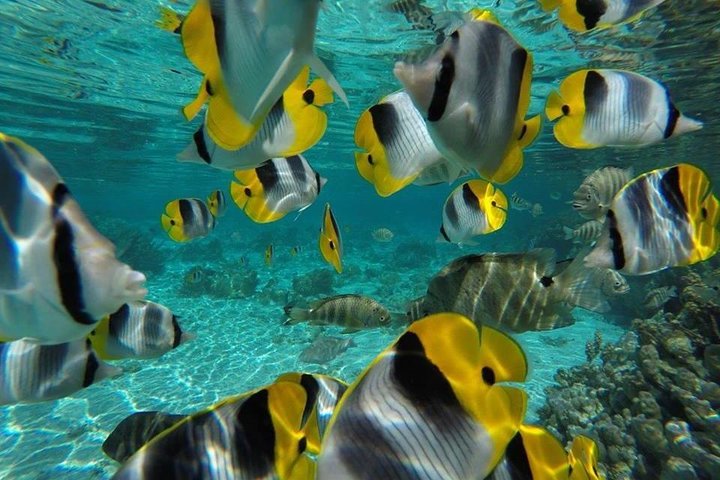 1/2 day Tahaa coral garden - departure Raiatea / ideal for cruise passengers