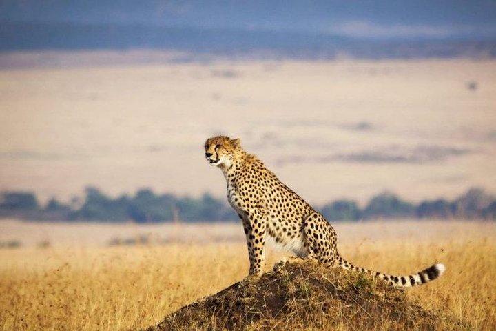 3 Days Maasai Mara Guided Safari from Nairobi