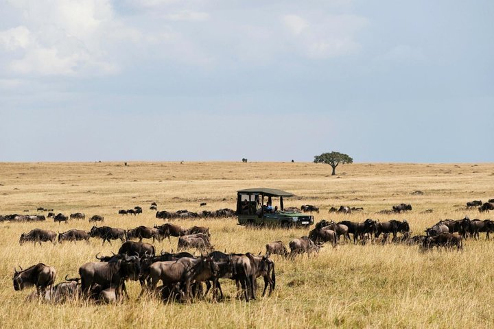 3 Days Maasai Mara Guided Safari from Nairobi