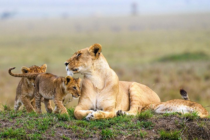 3 Days Maasai Mara Guided Safari from Nairobi