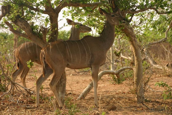 Chobe 6 Hours Game Drive