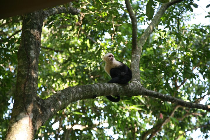Corcovado National Park From Manuel Antonio In One Day