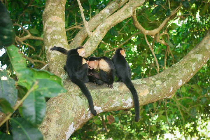 Corcovado National Park From Manuel Antonio In One Day