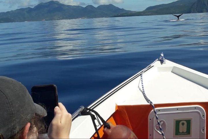 PH Whale Watch & Dolphin Cruise in Dominica