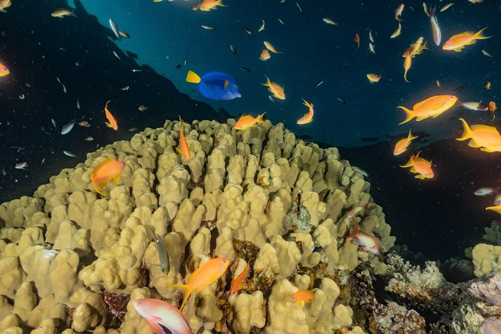 Glass Bottom Boat Cruise in Eilat