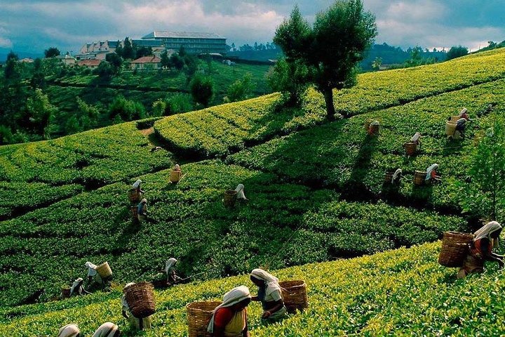 Tea Plucking and Tea Factory Visit from Nuwara Eliya.