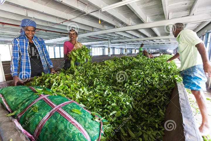 Tea Plucking and Tea Factory Visit from Nuwara Eliya.
