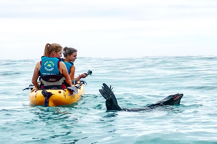 Seal Kayaking Adventure in Kaikoura
