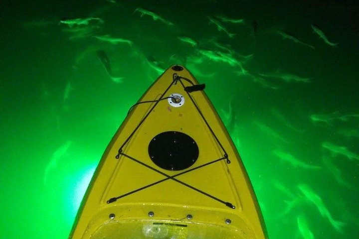 Sharkeys Glass Bottom Fish Feeding LED Night Tour St. Pete Beach