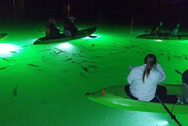Sharkeys Glass Bottom Fish Feeding LED Night Tour St. Pete Beach