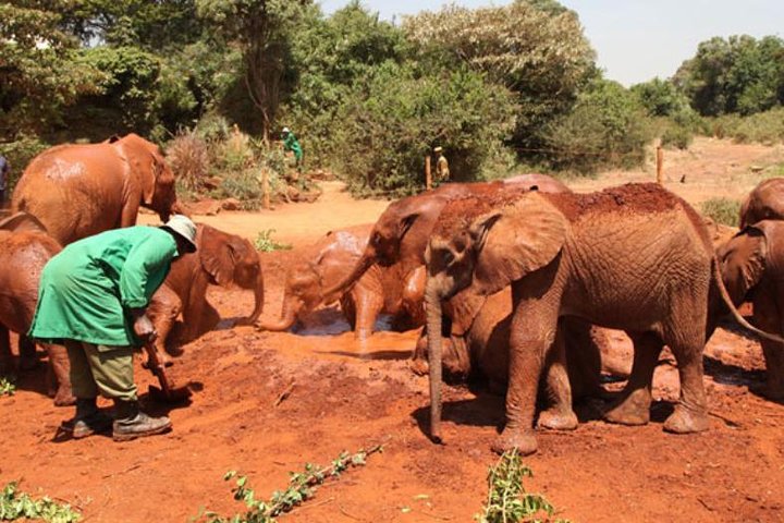 Half Day Giraffe Center,Baby Elephant&Karen Blixxen Guided Tour