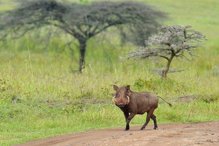 Nairobi National Park, Sheldrick Elephant, Giraffe Centre Tour