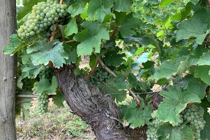 English Speaking Loire Winery Tours originating from Chinon