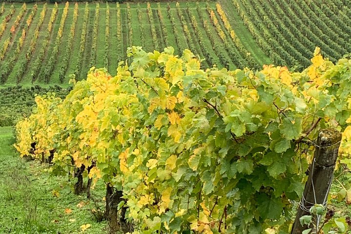 English Speaking Loire Winery Tours originating from Chinon