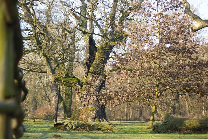 Palace, Castle and Ancient Oaks - Rogalin and Kórnik guided tour from Poznan