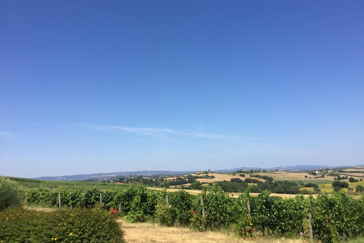 Wine and olive oil tastings with the locals