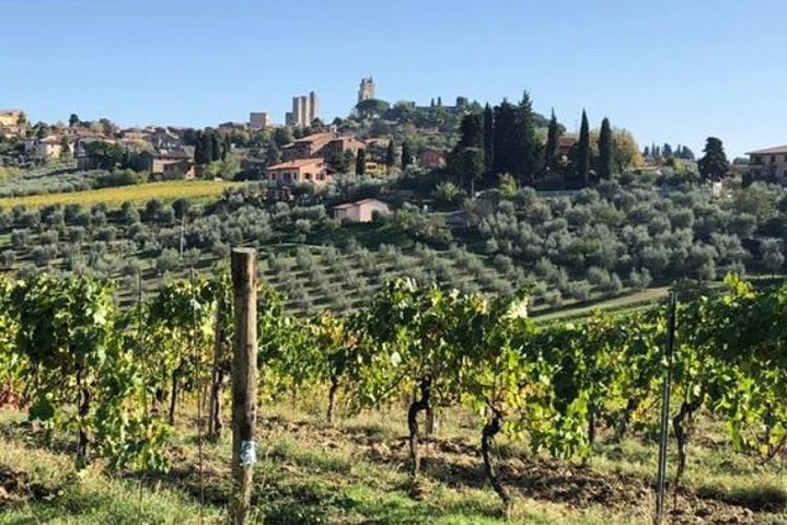 Wine and olive oil tastings with the locals