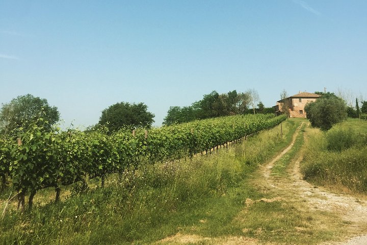 Wine and olive oil tastings with the locals
