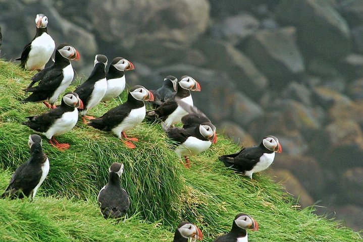 Puffin and Volcano Tour with Ebbi