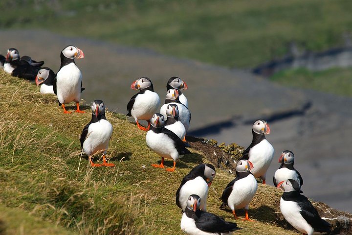 Puffin and Volcano Tour with Ebbi