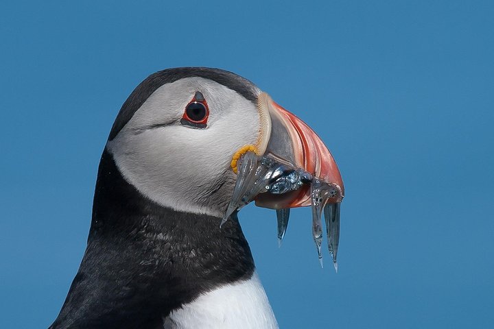Puffin and Volcano Tour with Ebbi