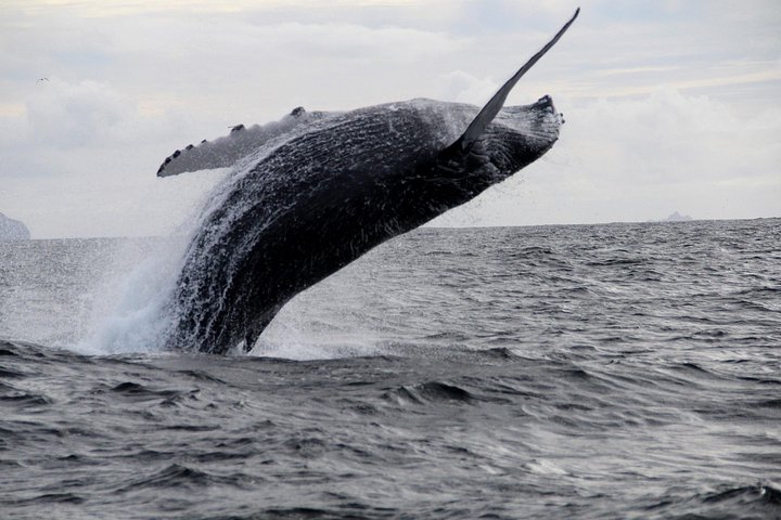 Dolphin and Whale Watching Tour from Dingle