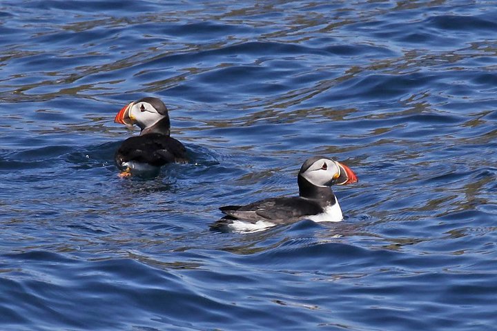Dolphin and Whale Watching Tour from Dingle