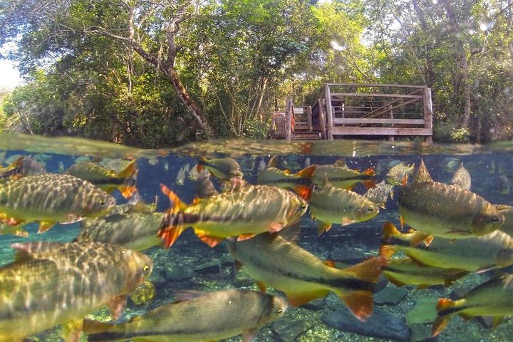 Skip the Line:Recanto Ecologico Rio da Prata Ticket including Trail & Snorkeling