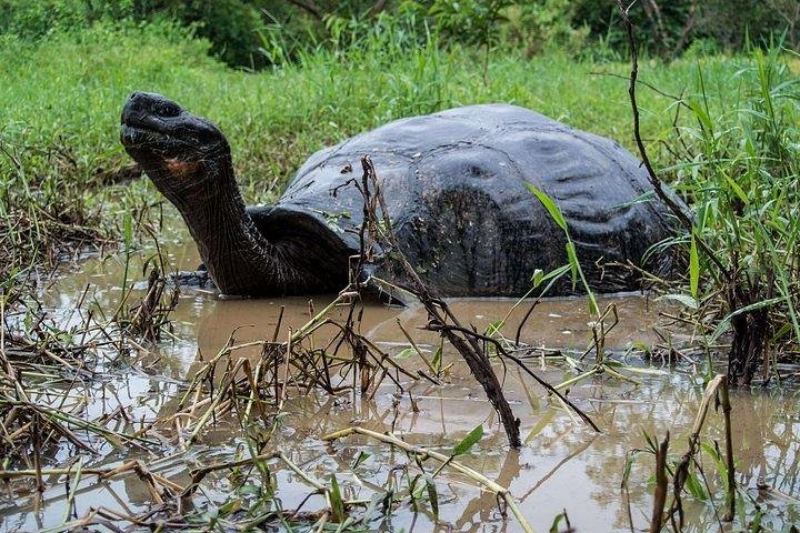 Wetlands Walking Tour in Isabela Island