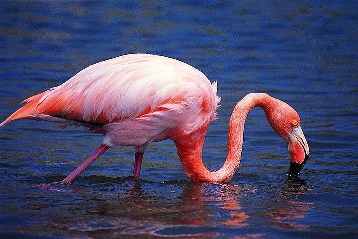 Wetlands Walking Tour in Isabela Island