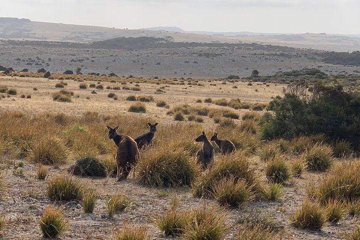 Small Group Kangaroo Island Tour - Dudley Peninsula