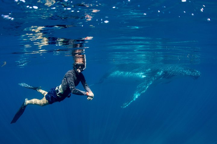 Humpback Whale Safari