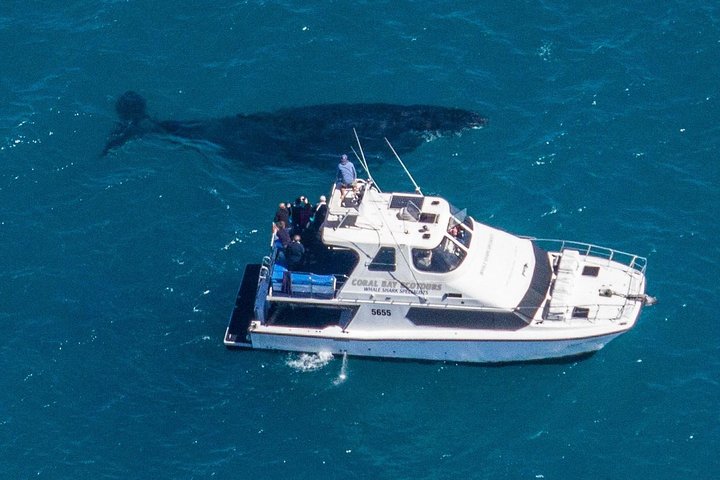 Humpback Whale Safari