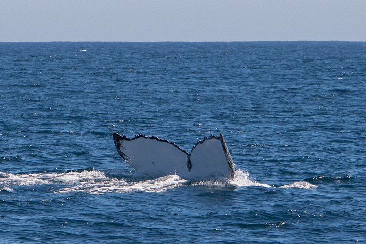 Humpback Whale Safari