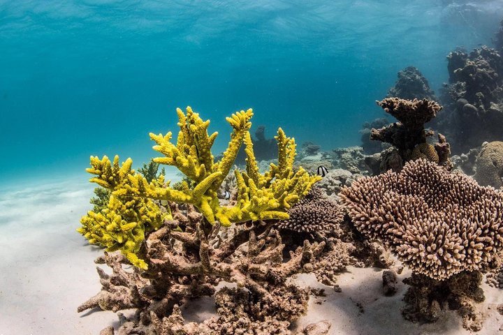 Coral Bay 1-Hour Coral Viewing