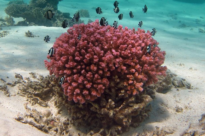 Coral Bay 1-Hour Coral Viewing