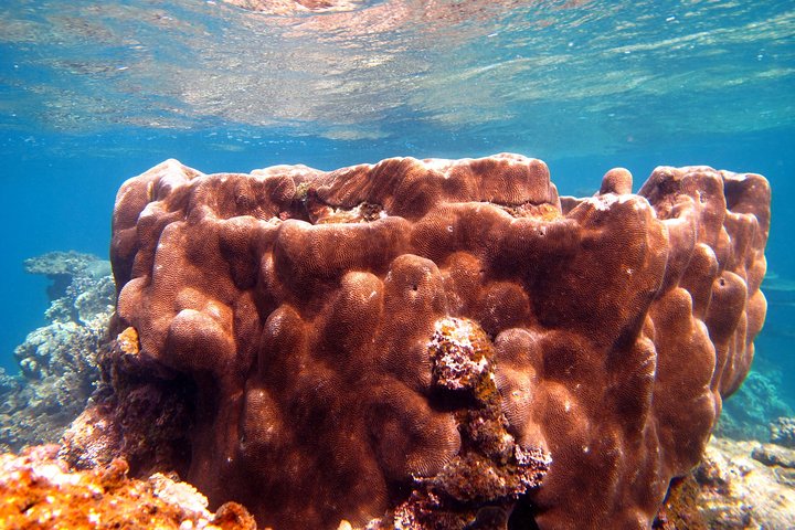 Coral Bay 1-Hour Coral Viewing