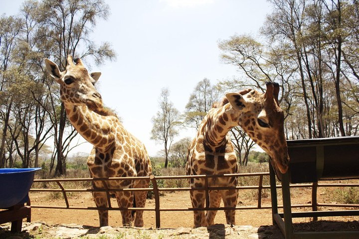 Half Day Giraffe Center,Baby Elephant&Karen Blixxen Guided Tour