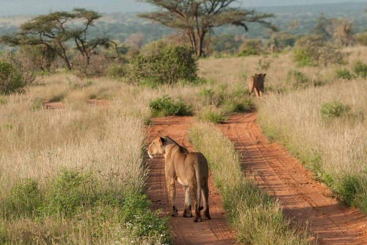 Nairobi National Park, Sheldrick Elephant, Giraffe Centre Tour