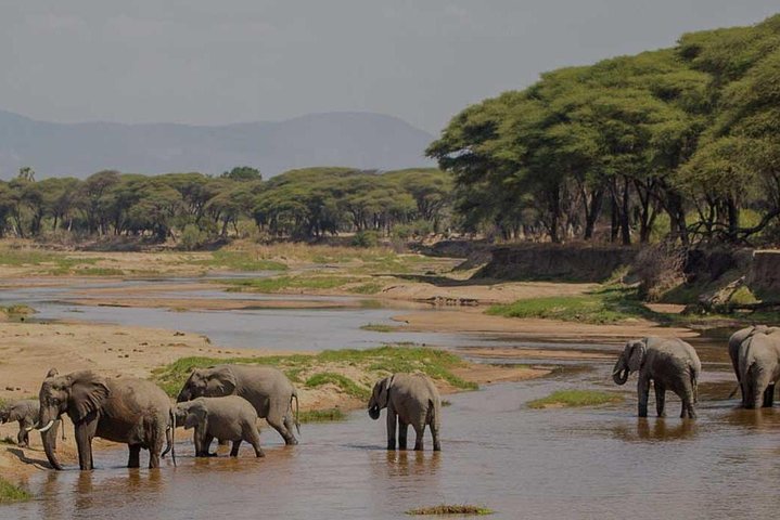 8 Days Tanzania southern circuit safari