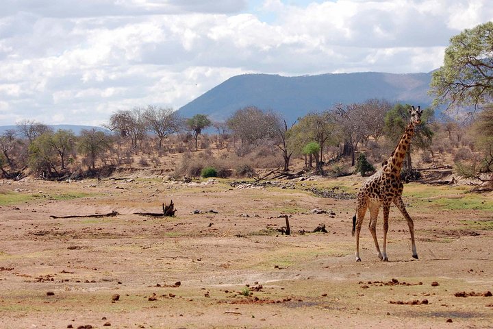 8 Days Tanzania southern circuit safari