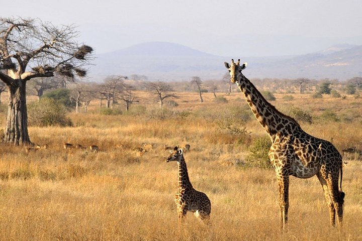 8 Days Tanzania southern circuit safari