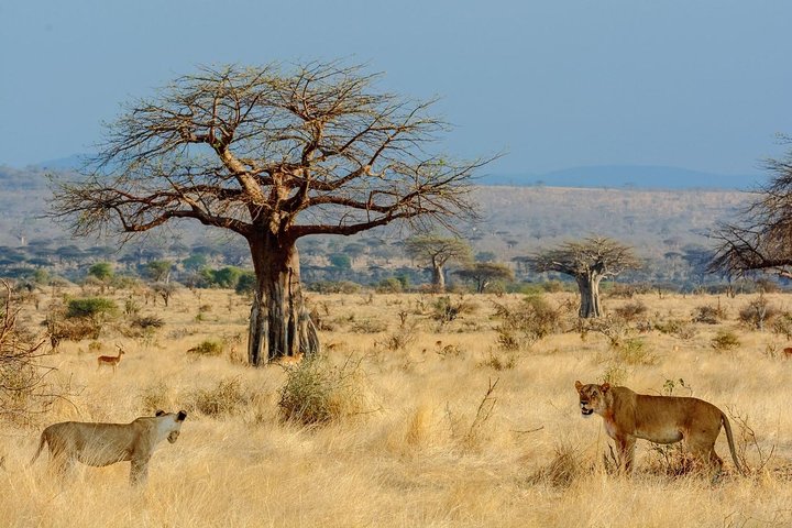 8 Days Tanzania southern circuit safari