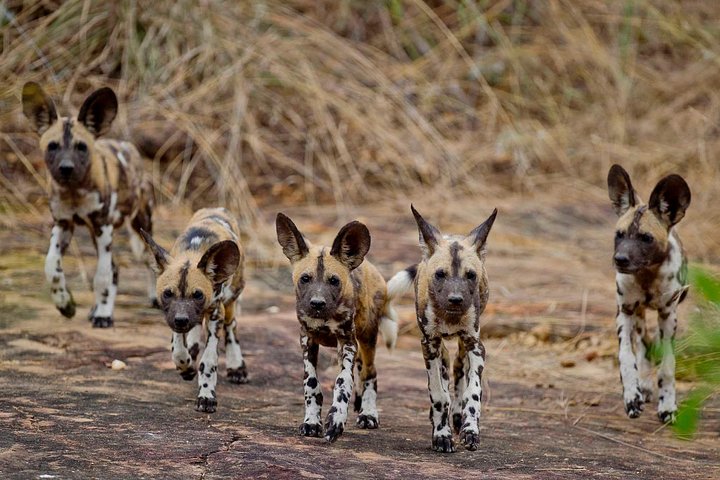 8 Days Tanzania southern circuit safari