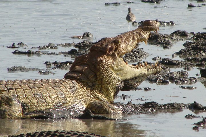 8 Days Tanzania southern circuit safari