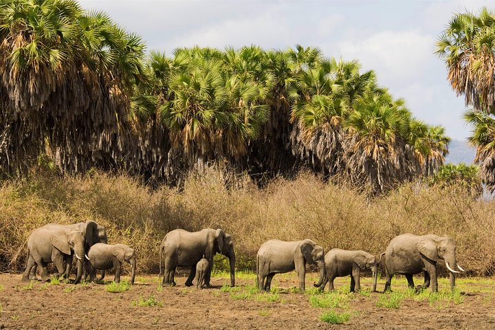 8 Days Tanzania southern circuit safari