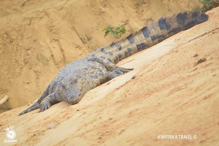 3 days Kinshasa Congo River and N’sele park experience