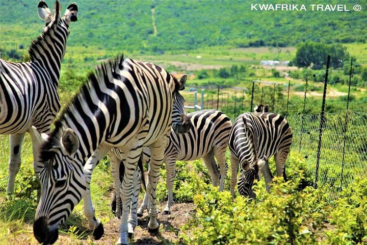 3 days Kinshasa Congo River and N’sele park experience