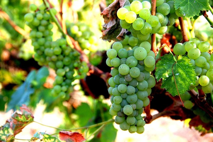 Wine Testing Tour in Taunggyi, Myanmar